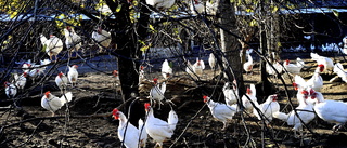 Stoppa djurplågeriet i kycklingfabrikerna