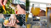 Fiskeförsäljning, bryggeri och hudvård drar i gång i Skellefteå