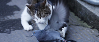 Katter äter miljoner fåglar – även hotade arter