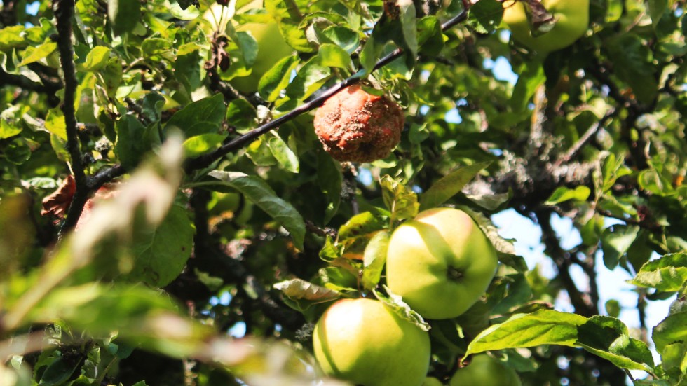 Förra sommarens värme gjorde att det blev fler insektsangrepp på äpplena i år. Blir det ett tidigt angrepp på karten så utvecklas inte äpplena utan de ruttnar, säger Roy Thellman