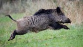 Färre svin i det vilda - fler på talriken