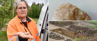Gräver ut en stenåldersboplats i Slind
