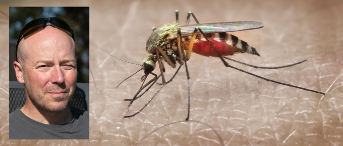 Se myggens attack mot Magnus • "Något så våldsamt med mygg"