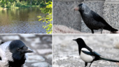 Vill genomföra skyddsjakt på kråkfåglar i Skellefteområdet