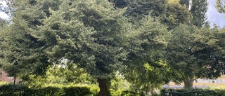Här står trädet som luktar kattpiss – i centrala Linköping