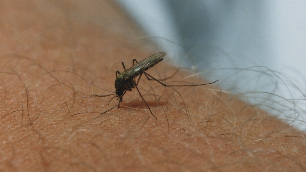 Conventional mosquito repellents are largely ineffective against floodwater mosquito species.