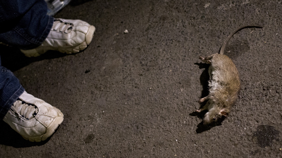 En död råtta i New York. Arkivbild.