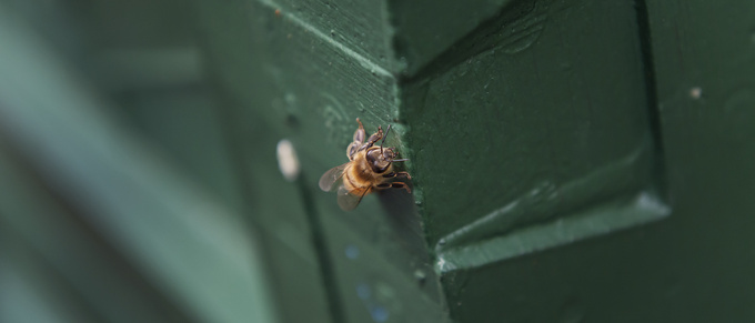 Bivänliga växter kan skada bin – mer ekologiskt behövs