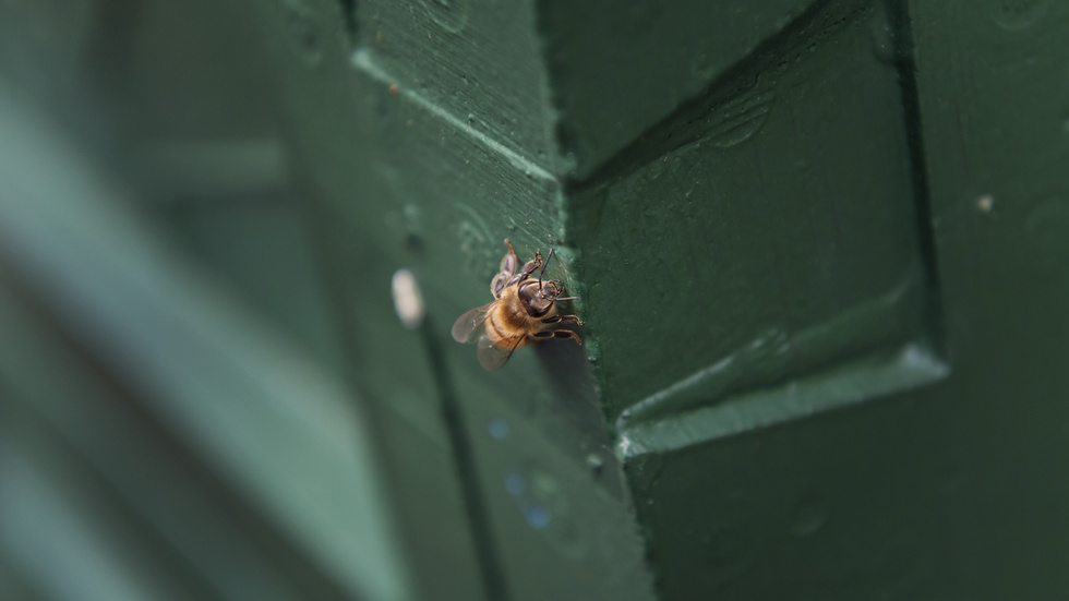 ”I Sverige är så mycket som en tredjedel av de vilda bi-arterna hotade och riskerar att försvinna.”