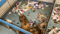 Beskedet: Kritiserade kennelägaren förbjuds att ha hunduppfödning