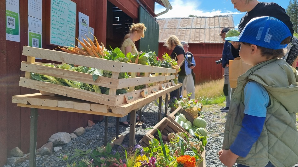 One of the greatest joys of gardening is sharing your passion with the next generation. The Zöllner family's visit to MatTuren in Ljusvattnet likely had this effect. Carl Zöllner is seen perusing the selection, while his mother, Tina, appears to have settled on a cabbage.