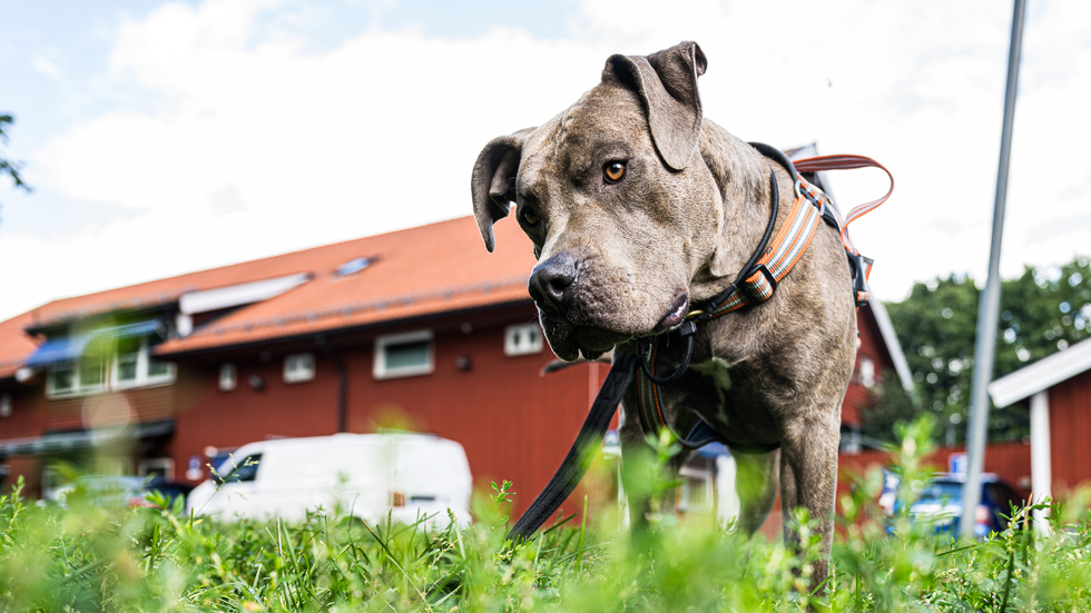 Jag har sagt till hundägare ibland, men det faller inte i god jord och därmed drar man sig för att gå vidare och anmäla till polisen då det uppstår en hotfull situation, menar insändarskribenten.