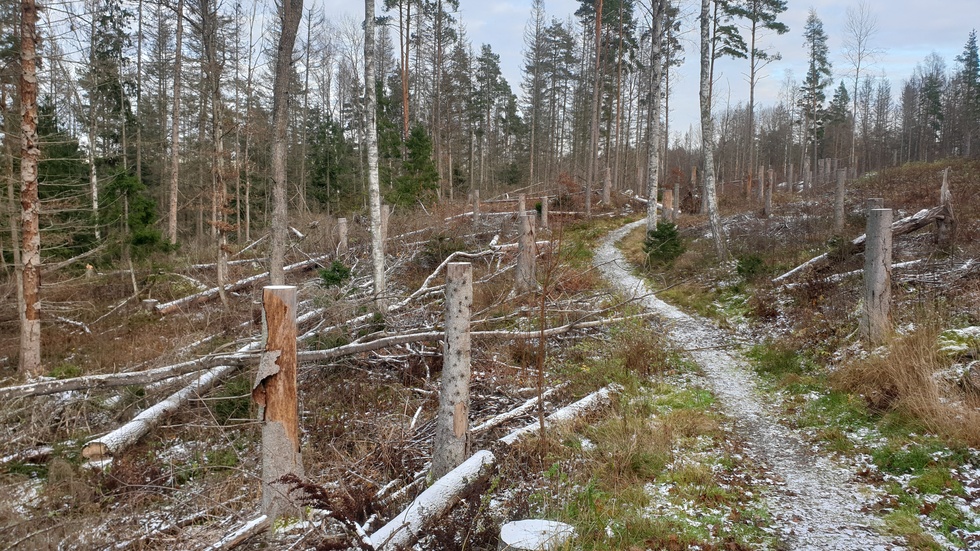 Plockepinn i Brogetorpsskogen i Flen.