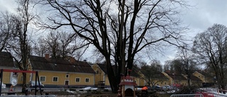 Avstängt i park när almsjukt träd kapas