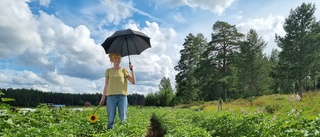 Anne förbereder sig på klimatförändringarna: ”Jätteviktigt"