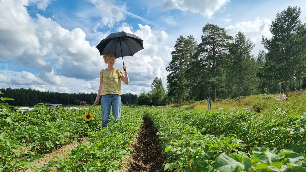 Could gardeners soon be required to carry umbrellas in the fields due to climate change? It's unlikely, but Anne Sandlund is ready to adapt to new circumstances.