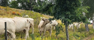 Glädjande beskedet om efterlysta sommargästerna