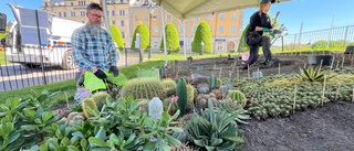 Många nyfikna på årets kaktusplantering: "Som djur i bur"