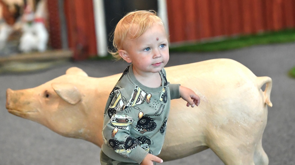 Kaylo Avander wants to pet all the animals, especially Pettson's pig. Until August 15 Pettson and Findus will be available to play in the southern foyer of Sara kulturhus.