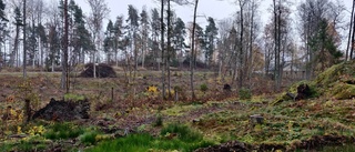 Planen: Omvandla gamla skogspartiet till bostadsområde