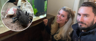 Spana in familjens sällsynta husdjur – axolotlarna Babban och Urban: "Många frågar vad är det där"