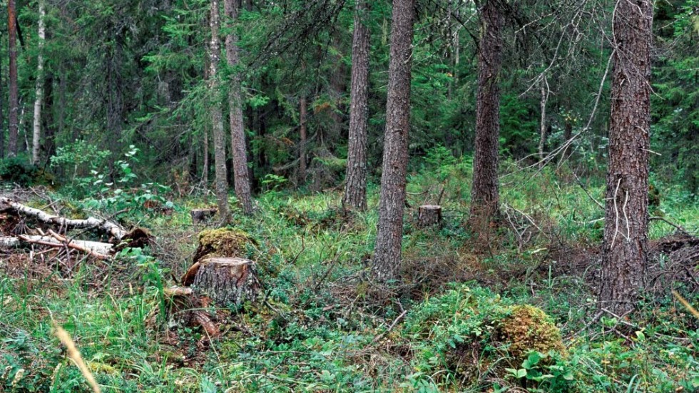 Kvarlämnat ris i skogen bryts långsamt ner och blir ett hem åt arter i skogen som kräver död ved i olika nedbrytningsstadier för att må bra.