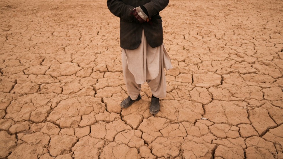 Abdul Haqim brukade odla vete till familjen på det här fältet i Afghanistan. Men där har allvarlig torka ytterligare försämrat tillvaron för befolkningen. Klimatförändringarna väntas öka intensiteten och frekvensen av torka i världen. Arkivbild.