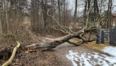 Nedfallet träd blockerar vägen till Lögarebergen