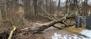 Nedfallet träd blockerar vägen till Lögarebergen