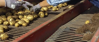 Lägsta skörden av potatis sedan 2007