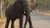 Elefant dödade kvinna och spädbarn