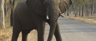 Elefant dödade kvinna och spädbarn