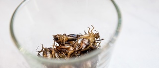 Insekter kan bli rymdmat i framtiden