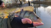 Lämna gärna kvar lite fisk      