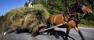Västerbotten: Klippte av manen på hästar utan att be om lov