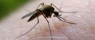 Är det flest mygg där du bor? 