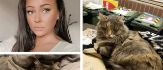 Katten Essie försvann från Linköping – hittades 1,5 månad senare på Öland