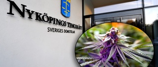 Nyköpingsbo fälld – odlade cannabis i meditationsstuga på tomten: "Har gröna fingrar och har alltid tyckt om att odla"