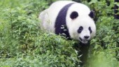Behövs pandan för mångfalden?