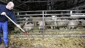 Goda utsikter för lammköttproducenter