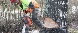 Storbjörken föll som en fura