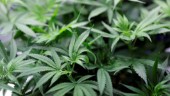 Hade krämpor – odlade cannabis i källaren