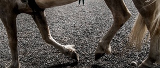 Hund skällde – häst dog av rädsla