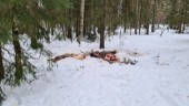 Slängde slaktrester av häst i skogen - döms till dagsböter