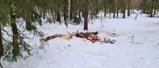 Slängde slaktrester av häst i skogen - döms till dagsböter