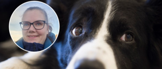 Hundcoachens tips: Så hjälper du din hund till trygghet i kris