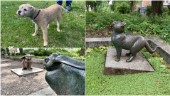 Kissar ner skulpturer – nu ska skyltar stoppa hundarna