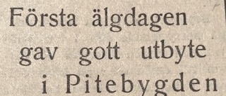 Ur PT:s arkiv: Kraftig ko fälldes redan vid på morgonen