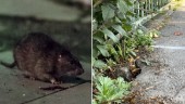 Flyttvåg bland råttor i Linköping ställer till problem
