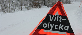 Flera viltolyckor på kort tid under tisdagen – en i Visby